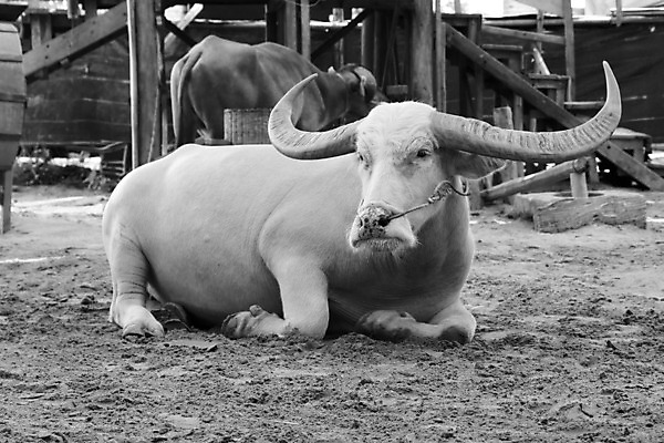 포토 JPG 해외이미지 동물 공원 남자 아시아 문화 얼굴 야생동물 여행 백그라운드 밭 포유류 아프리카 태국 자연 뿔 흑백 서기 동양인 사람없음 물 검은색 힘 회색 수확 흰색 소 닫기 큼 사파리 황소 복고 케냐 무거움 남쪽 내추럴 마사이족 전국 힘찬 해외202004 해외포토 자연요소 공공시설 나라 컬러 컨셉 농업 모션 촬영기법 사람 인종 신체부위 무게 크기 방향 생태계 파일형식 이미지허브