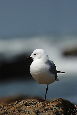 포토 JPG 해외이미지 동물 야생동물 바다 아프리카 자연 갈매기 조류 앉기 사람없음 빨간색 물 검은색 흰색 깃털 부리 암초 계산서 나미비아 해외202004 해외포토 자연요소 나라 컬러 모션 생태계 남아프리카 파일형식 이미지허브