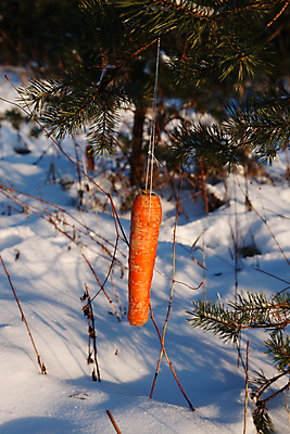 포토 JPG 해외이미지 나무 음식 사람없음 야외 당근 숲 먹이 수유 혼자 해외202004 해외포토 식물 뿌리채소 파일형식 이미지허브