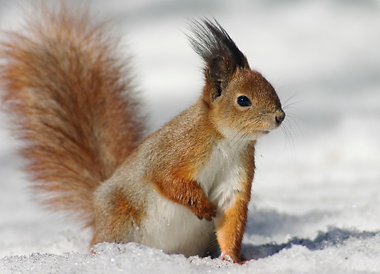포토 JPG 해외이미지 동물 포즈 겨울 포유류 자연 털 사람없음 추위 설치류 모피 꼬리 다람쥐 솜털 해외202004 해외포토 계절 생태계 파일형식 이미지허브