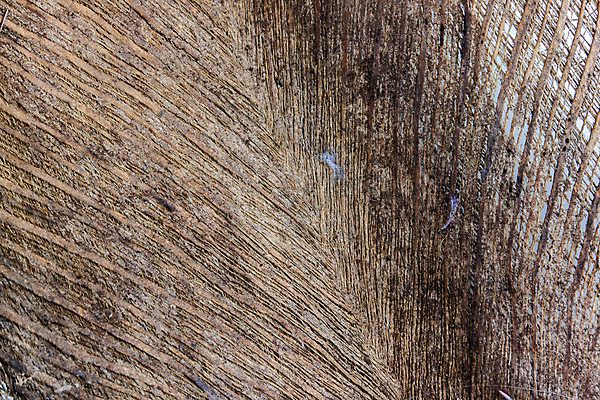 포토 JPG 해외이미지 백그라운드 패턴 표면 날씨 추상 건조 사람없음 목재 갈색 공백 골동품 시골 거친 닫기 떨어짐 묘사 유기농 질감 나무껍질 찢어짐 섬유 망사 짜임 내추럴 구식 그런지 등나무 옛날 해외202004 해외포토 나무 웰빙 컬러 컨셉 무늬 재료 모션 껍질 직물 파일형식 이미지허브