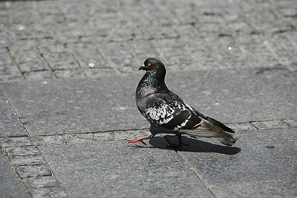 포토 JPG 해외이미지 동물 1 야생동물 자연 조류 사람없음 야외 걷기 우주 우정 회색 자유 도시 우아함 깃털 비둘기 부리 단아함 무료 카피스페이스 해외202004 해외포토 컬러 컨셉 모션 친구 공백 생태계 파일형식 이미지허브