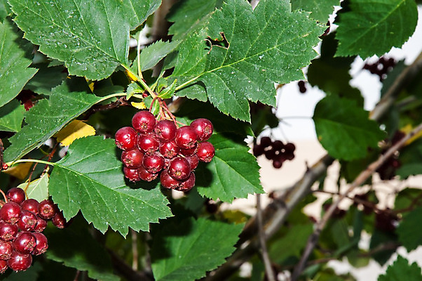 포토 JPG 해외이미지 나무 식물 계절 열매 음식 잎 다이어트 과일 자연 디저트 건강 사람없음 빨간색 초록색 정원 수확 가을 나뭇가지 시골 신선 관목 내추럴 고립 숙성 채식주의자 해외202004 해외포토 컬러 농업 생태계 채식 파일형식 이미지허브