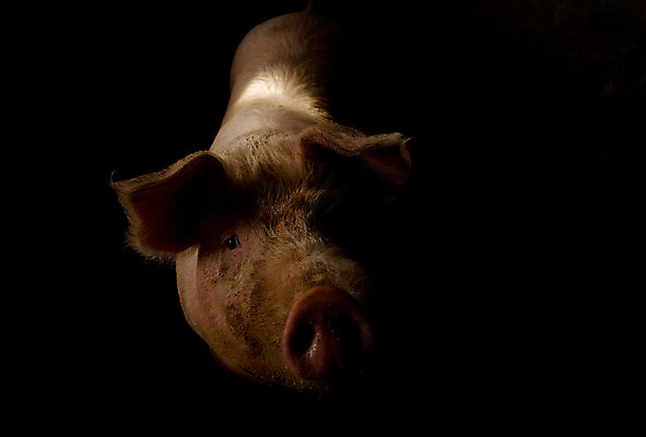 포토 JPG 해외이미지 동물 산업 포유류 돼지고기 사람없음 농장 가축 시골 돼지 주둥이 외양간 밭일 해외202004 해외포토 농업 육류 파일형식 이미지허브