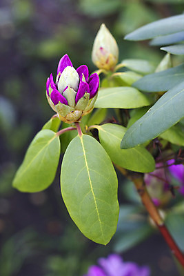 포토 JPG 해외이미지 식물 계절 공원 꽃잎 꽃 줄기 분홍색 백그라운드 잎 꽃무늬 자연 새로움 사람없음 초록색 장미 정원 보라색 봄 성장 벚꽃 나뭇가지 신선 화려 작음 5월 관목 싱글 그림 화단 내추럴 블러 해외202004 해외포토 나무 공공시설 컬러 컨셉 무늬 날짜 크기 생태계 파일형식 이미지허브