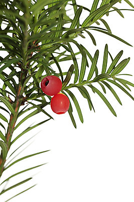 포토 JPG 해외이미지 식물 과일 씨앗 사람없음 빨간색 초록색 나뭇가지 흰배경 베리 해외202004 해외포토 나무 컬러 백그라운드 흰색 파일형식 이미지허브