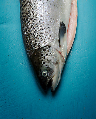 포토 JPG 해외이미지 음식 바다 캐나다 재료 곰 자연 산 건강 노르웨이 육류 어류 사람없음 목재 빛 머리 점프 식사 저녁식사 폭포 젖음 흰색 관찰 신선 잡기 입 개울 시장 맛 은색 자르기 해산물 속도 눈금 사냥 날것 날카로움 육식동물 연어 깊이 오메가 스코틀랜드 해외202004 해외포토 나무 동물 유럽 컬러 컨셉 북아메리카 식재료 포유류 모션 영국 신체부위 강 수중동물 생태계 파일형식 이미지허브