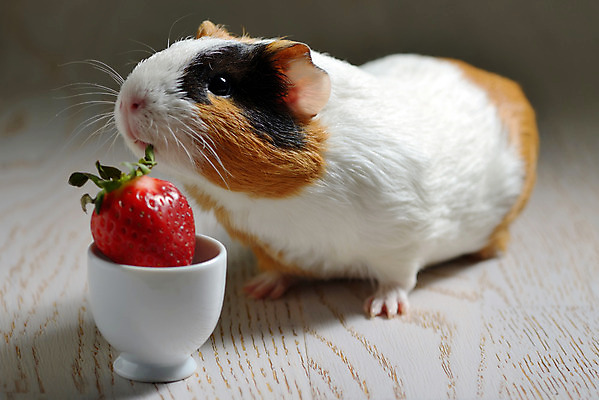 포토 JPG 해외이미지 동물 행복 포유류 딸기 수염 털 사람없음 옆모습 초록색 반려동물 갈색 우정 흰색 돼지 입 유머 닫기 달콤 맛 설치류 작음 자르기 먹기 코 냄새 귀 고립 발톱 해외202004 해외포토 감정 뷰포인트 컬러 컨셉 과일 모션 발 신체부위 친구 크기 파일형식 이미지허브