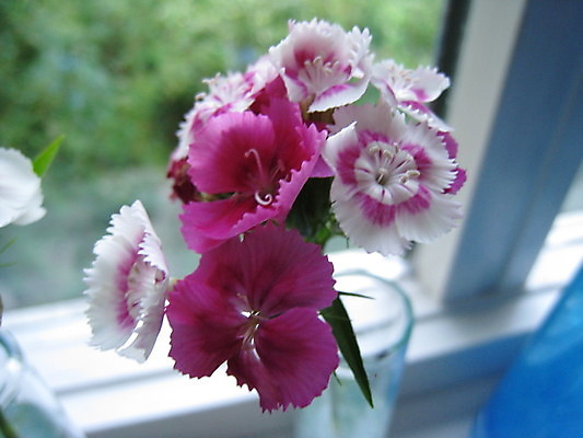 포토 JPG 해외이미지 식물 동물 열매 꽃 분홍색 곤충 과일 자연 사람없음 빨간색 초록색 파란색 노란색 보라색 봄 체리 해외202004 해외포토 계절 컬러 생태계 파일형식 이미지허브