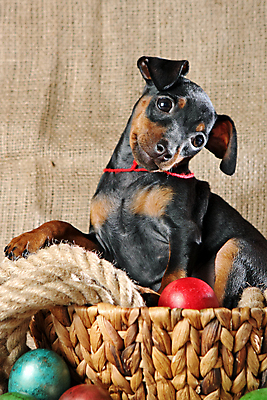 포토 JPG 해외이미지 동물 1 응시 여자 남자 포유류 친절 부활절 실내 사람없음 반려동물 검은색 봄 활발 미니어처 관찰 개 강아지 작음 만족 노려봄 송곳니 기르기 미니 유래 해외202004 해외포토 시선 계절 기념일 감정 컬러 컨셉 모션 표정 사람 내부 모형 치아 크기 돌봄 파일형식 이미지허브