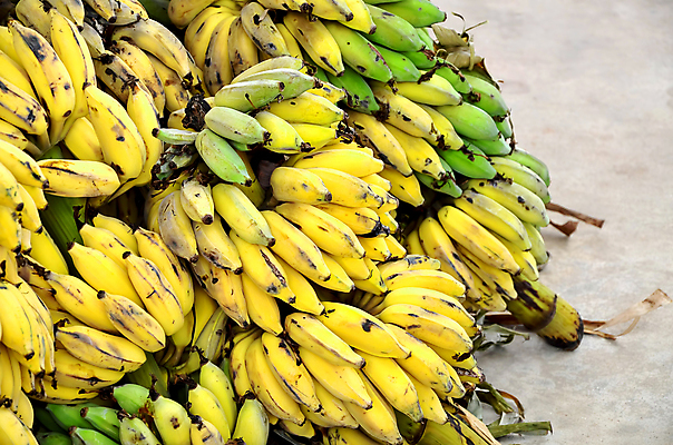 포토 JPG 해외이미지 나무 식물 잡화 음식 백그라운드 패턴 농업 다이어트 과일 자연 바나나 건강 사람없음 초록색 농장 노란색 쌓기 흰색 나뭇가지 신선 시장 달콤 맛 다발 배열 유기농 흙더미 내추럴 고립 숙성 채식주의자 많음 해외202004 해외포토 웰빙 산업 컬러 컨셉 무늬 모션 흙 생태계 채식 파일형식 더미 이미지허브