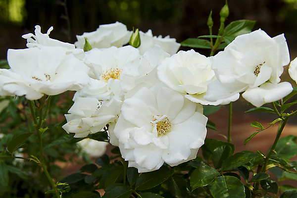 포토 JPG 해외이미지 식물 꽃잎 꽃 야생동물 결혼 자연 발렌타인데이 선물 사랑 사람없음 태양 장미 노란색 봄 싱글 데이지 부에노스아이레스 파리(프랑스) 해외202004 해외포토 자연요소 동물 계절 감정 컬러 데이이벤트 이벤트 생태계 파일형식 이미지허브
