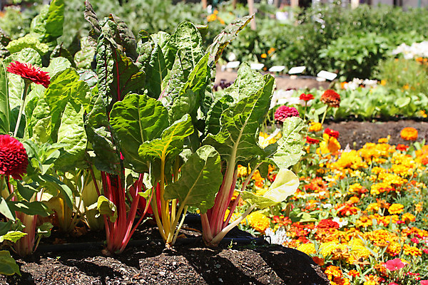 포토 JPG 해외이미지 식물 라이프스타일 꽃 음식 백그라운드 잎 농업 채소 재료 자연 새로움 건강 요리 사람없음 야외 초록색 여름 약 농장 주방 정원 봄 샐러드 성장 신선 상추 작음 먹기 허브 향신료 물주기 유기농 원예 시스템 빙산 내추럴 뒤뜰 스프링쿨러 줄서기 채식주의자 로메인상추 해외202004 해외포토 웰빙 계절 산업 컬러 컨셉 의학 모션 취미 생활 크기 생태계 채식 향미료 파일형식 이미지허브