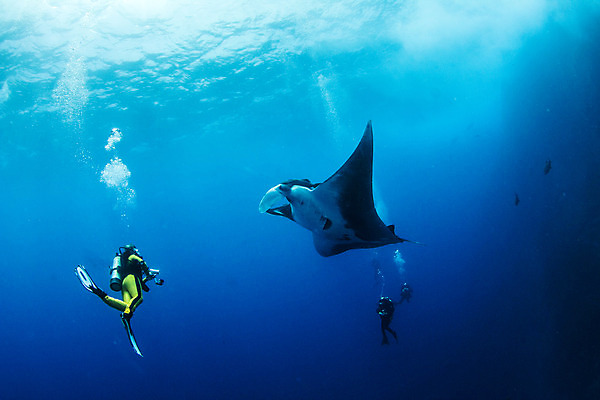 포토 JPG 해외이미지 동물 야생동물 바다 여행 백그라운드 자연 멕시코 어류 사람없음 야외 물 파란색 바닷속 수중 광선 산호 다이빙 깊이 해외202004 해외포토 자연요소 컬러 북아메리카 수영 수중동물 자포동물 생태계 수중스포츠 파일형식 이미지허브