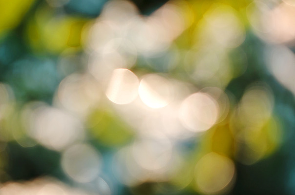 포토 JPG 해외이미지 모양 식물 디자인 백그라운드 컨셉 패턴 자연 아침 추상 사람없음 아웃포커스 초록색 빛 컬러풀 태양 맑음 흰색 소프트포커스 내추럴 블러 스타일 해외202004 해외포토 주간 자연요소 컬러 무늬 날씨 촬영기법 생태계 파일형식 이미지허브