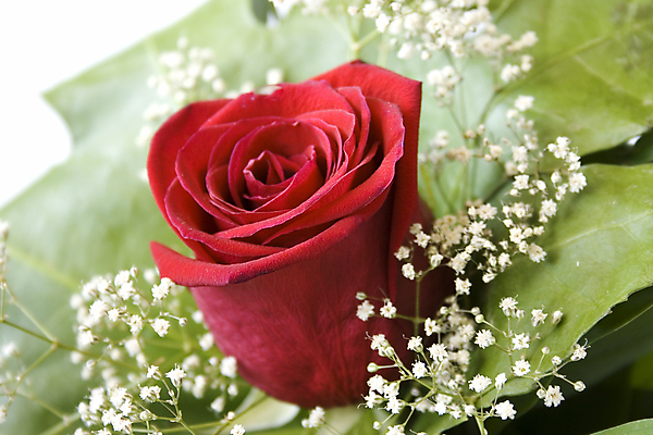 포토 JPG 해외이미지 식물 꽃잎 꽃 꽃다발 결혼 백그라운드 잎 꽃무늬 자연 발렌타인데이 선물 사랑 사람없음 빨간색 장미 흰색 인사 생일 우아함 다발 향기 엽서 고립 해외202004 해외포토 기념일 감정 컬러 컨셉 무늬 데이이벤트 이벤트 예절 편지 생태계 냄새 파일형식 이미지허브