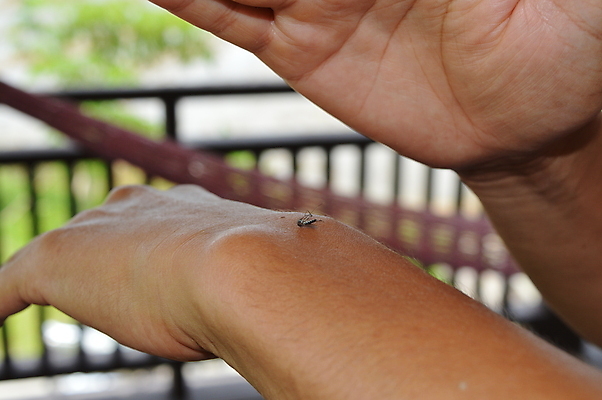 포토 JPG 해외이미지 손 아시아 곤충 사람없음 덮개 죽음 열 위험 토막 모기 해외202004 해외포토 동물 나라 컨셉 신체부위 뚜껑 해충 파일형식 이미지허브