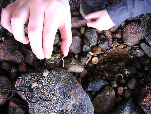 포토 JPG 해외이미지 동물 손 모래 바다 사람없음 물 게 잡기 해산물 해외202004 해외포토 자연요소 모션 갑각류 신체부위 파일형식 이미지허브