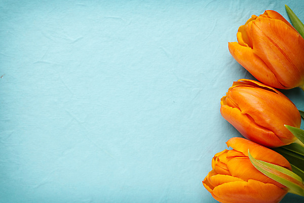 포토 JPG 해외이미지 식물 계절 꽃잎 꽃 줄기 꽃다발 백그라운드 잎 꽃무늬 패턴 오렌지 자연 탁자 부활절 사람없음 목재 초록색 노란색 머리 봄 활발 튤립 벚꽃 개화 다발 엽서 해외202004 해외포토 나무 기념일 컬러 가구 컨셉 무늬 과일 재료 신체부위 편지 생태계 파일형식 이미지허브