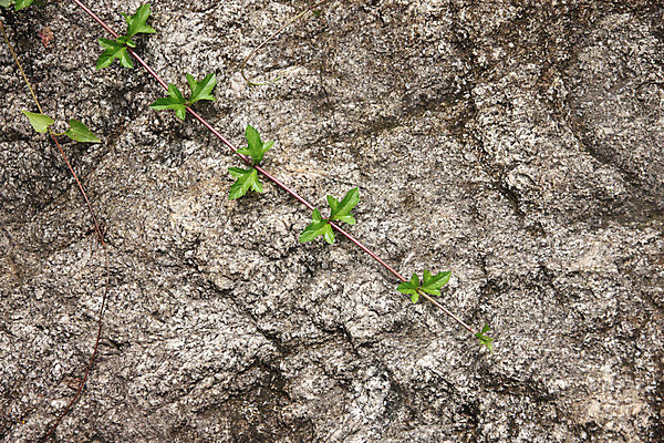 포토 JPG 해외이미지 줄기 백그라운드 잎 자연 사람없음 초록색 정원 덩굴 아이비 삼림지대 수목 해외202004 해외포토 식물 컬러 숲 생태계 파일형식 이미지허브
