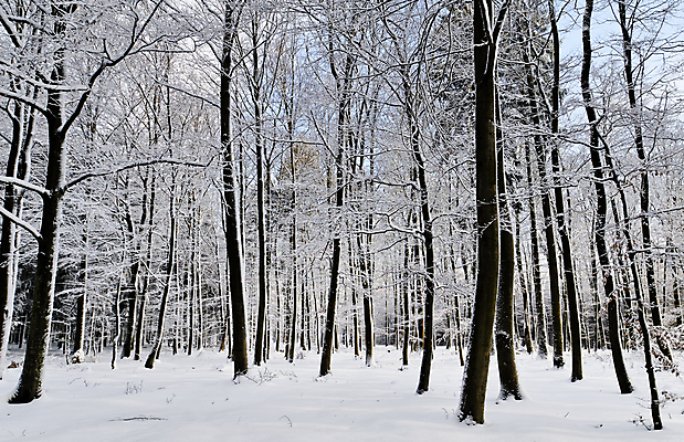 포토 JPG 해외이미지 나무 겨울 사람없음 야외 목재 냉동 시골 숲 서리 삼림지대 눈내림 해외202004 해외포토 식물 계절 재료 눈_날씨 파일형식 이미지허브