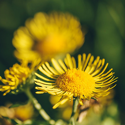 포토 JPG 해외이미지 식물 공원 꽃잎 꽃 화초 꽃다발 꽃무늬 밭 자연 국화 발렌타인데이 선물 사람없음 야외 장식 여름 컬러풀 햇빛 노란색 정원 봄 들꽃 벚꽃 시골 축하 신선 신용카드 개화 우아함 허브 데이지 캐모마일 해외202004 해외포토 계절 공공시설 컬러 컨셉 무늬 농업 데이이벤트 금융 태양 생태계 파일형식 이미지허브