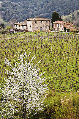 포토 JPG 해외이미지 나무 유럽 여행 밭 자연 포도 주택 풍경 사람없음 야외 초록색 농장 농경지 와인 이탈리아 시골 빌라 언덕 시력 포도밭 포도나무 밭일 양조장 토스카나 해외202004 해외포토 식물 나라 컬러 농업 과일 주류 건물 과일나무 생태계 파일형식 이미지허브