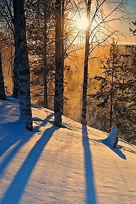 포토 JPG 해외이미지 나무 겨울 그림자 사람없음 파란색 노란색 얼음 일몰 숲 해외202004 해외포토 자연요소 식물 계절 컬러 노을 파일형식 이미지허브