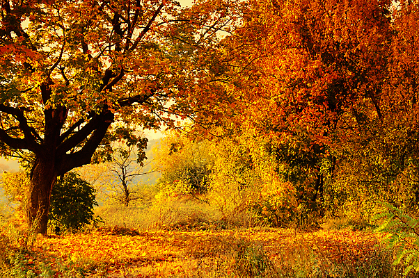 포토 JPG 해외이미지 나무 식물 계절 공원 지구 줄기 잎 오렌지 자연 하늘 추상 새로움 요정 풍경 사람없음 야외 목재 빨간색 빛 햇빛 노란색 걷기 침묵 안개 성장 가을 나뭇가지 시골 황무지 황금 숲 오솔길 9월 11월 장면 지역 멀리 잡동사니 빛망울 10월 해외202004 해외포토 공공시설 길 컬러 컨셉 무늬 과일 재료 모션 날씨 태양 소리 날짜 생태계 파일형식 이미지허브