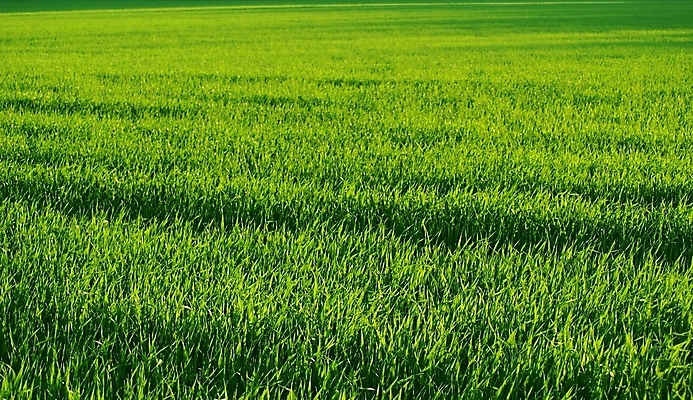 포토 JPG 해외이미지 식물 공원 스포츠 백그라운드 잎 패턴 밭 골프 자연 놀이 추상 프레임 풍경 잔디 사람없음 야외 가로 초록색 여름 빛 태양 환경 정원 봄 활발 성장 광선 신선 보호 땅 자르기 원예 질감 조경 장면 정중 해외202004 해외포토 자연요소 계절 공공시설 컬러 컨셉 무늬 농업 모션 취미 구기 생태계 파일형식 이미지허브