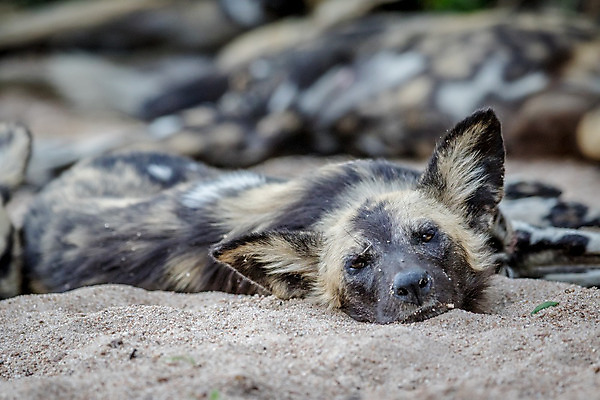 포토 JPG 해외이미지 동물 공원 야생동물 포유류 아프리카 자연 종류 사람없음 세계 환경 게임 그리기 황무지 재산 개 보호 위험 사파리 육식동물 팩 사냥꾼 멸종 늑대 남쪽 송곳니 내추럴 남아프리카 전국 해외202004 해외포토 직업 공공시설 나라 컨셉 모션 놀이 금융 화장품 치아 방향 생태계 파일형식 이미지허브