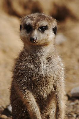 포토 JPG 해외이미지 응시 시선 야생동물 아프리카 자연 털 서기 경비 사람없음 옆모습 회색 사막 그룹 동굴 고독 손목시계 경계 비전 남쪽 노려봄 유지 경보 미어캣 보유 소셜 식민지 의무 해외202004 해외포토 동물 감정 나라 뷰포인트 시계 컬러 장신구 모션 표정 안전 보호 방향 생태계 파일형식 이미지허브