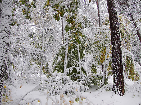 포토 JPG 해외이미지 나무 식물 단풍 크리스마스 겨울 자연 풍경 사람없음 컬러풀 얼음 침묵 흰색 나뭇가지 숲 서리 해외202004 해외포토 자연요소 계절 기념일 컬러 잎 소리 생태계 파일형식 이미지허브