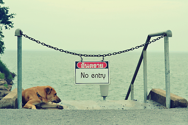 포토 JPG 해외이미지 동물 밧줄 바다 주택 서기 경비 사람 사람없음 울타리 문 금속 수확 기다림 개 보호 미술관 손목시계 박물관 보안 대문 체코 봉 프라하 공화국 옛날 벨벳 해외202004 해외포토 유럽 나라 줄 시계 컨셉 농업 장신구 포유류 모션 재질 안전 건물 담장 실크 파일형식 이미지허브