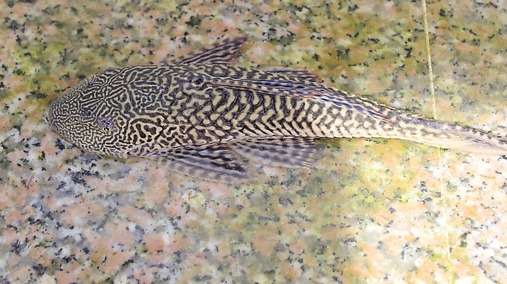 포토 JPG 해외이미지 동물 음식 백그라운드 자연 낚시 어류 이끼 사람없음 신선 해산물 날것 육식동물 민물 생태학 해외202004 해외포토 교육 레저 수중동물 생태계 파일형식 이미지허브