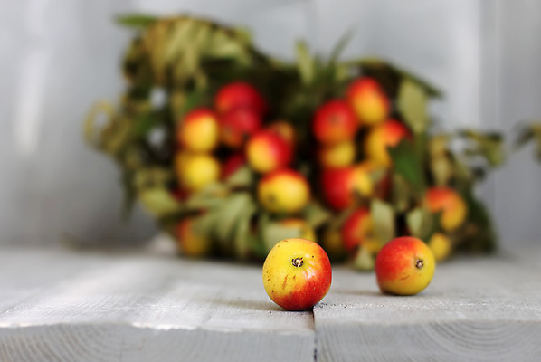포토 JPG 해외이미지 계절 음식 백그라운드 잎 농업 채소 과일 자연 건강 옥수수 사람없음 목재 빨간색 초록색 컬러풀 노란색 침묵 수확 가을 시골 메뉴 유기농 내추럴 숙성 해외202004 해외포토 나무 식물 웰빙 산업 컬러 재료 곡류 소리 생태계 파일형식 이미지허브