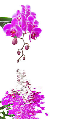 포토 JPG 해외이미지 식물 배너 꽃잎 꽃 줄기 분홍색 꽃다발 백그라운드 잎 꽃무늬 자연 사람없음 장식 초록색 보라색 봄 활발 벚꽃 흰색 나뭇가지 신선 난초 우아함 제비꽃 호접란 고립 이국적 해외202004 해외포토 나무 계절 컬러 컨셉 무늬 생태계 파일형식 이미지허브