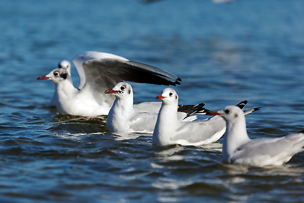 포토 JPG 해외이미지 동물 응시 야생동물 선 바다 백그라운드 컨셉 자연 갈매기 조류 사람없음 가로 물 파란색 빛 햇빛 맑음 회색 자유 흰색 우아함 깃털 부리 질서 길이 폴란드 내추럴 무료 줄서기 진짜 해외202004 해외포토 자연요소 시선 유럽 컬러 모션 날씨 태양 예절 생태계 파일형식 이미지허브