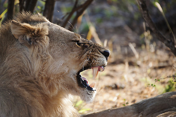 포토 JPG 해외이미지 동물 남자 야생동물 포유류 아프리카 자연 국립공원 사람없음 입 황무지 사자 사파리 남아프리카 오지 해외202004 해외포토 공원 나라 사람 신체부위 생태계 파일형식 이미지허브