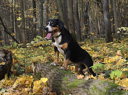 포토 JPG 해외이미지 나무 동물 공원 행복 잎 장난 포유류 자연 놀이 날씨 사람없음 야외 목재 반려동물 햇빛 노란색 가을 양치기 개 강아지 숲 해외202004 해외포토 식물 직업 계절 공공시설 감정 컬러 재료 태양 생태계 파일형식 이미지허브