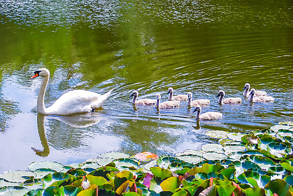 포토 JPG 해외이미지 동물 여자 행복 호수 어린이 새끼 가족 발 자연 조류 엄마 오리 함께함 사람없음 야외 물 반사 평화 수영 봄 젖음 흰색 자녀 아기 연못 행운 우아함 작음 깃털 백조 목 솜털 결백 돌봄 해외202004 해외포토 자연요소 계절 감정 컬러 컨셉 관계 모션 사람 신체부위 수상스포츠 크기 생태계 파일형식 이미지허브