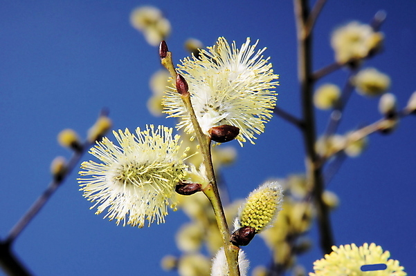 포토 JPG 해외이미지 나무 꽃 사람없음 노란색 봄 닫기 버드나무 꽃가루 알레르기 해외202004 해외포토 식물 계절 컬러 모션 질병 가루 파일형식 이미지허브