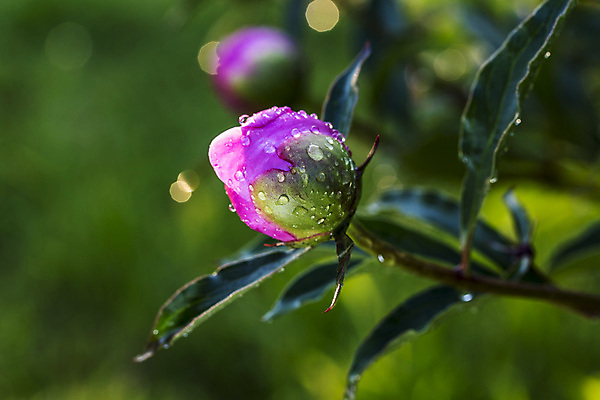포토 JPG 해외이미지 식물 계절 꽃잎 꽃 분홍색 잎 꽃무늬 자연 발렌타인데이 사람없음 장식 초록색 물 빛 정원 보라색 봄 활발 젖음 성장 벚꽃 신선 개화 떨어짐 묘사 보케 해외202004 해외포토 자연요소 컬러 컨셉 무늬 데이이벤트 생태계 파일형식 이미지허브