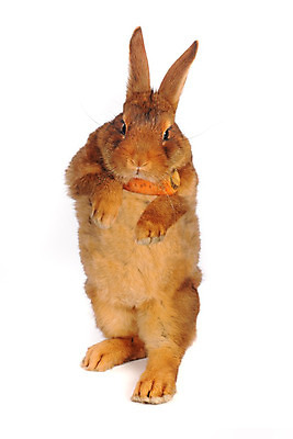 포토 JPG 해외이미지 동물 척추동물 1 응시 백그라운드 농업 포유류 자연 털 서기 앉기 사람없음 가로 반려동물 갈색 머리 당근 회색 흰색 토끼 관찰 작음 무서움 경계 부드러움 솜털 고립 천진난만 해외202004 해외포토 시선 감정 산업 컬러 컨셉 모션 뿌리채소 신체부위 감각 크기 생태계 파일형식 이미지허브