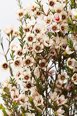 포토 JPG 해외이미지 식물 꽃잎 꽃 길 꽃다발 백그라운드 잎 꽃무늬 자연 발렌타인데이 선물 사랑 씨앗 사람없음 장식 초록색 컬러풀 벚꽃 흰색 신선 원형 우아함 혼합 배열 묘사 질감 내추럴 고립 파스텔톤 해외202004 해외포토 도형 감정 컬러 컨셉 무늬 데이이벤트 생태계 파일형식 이미지허브