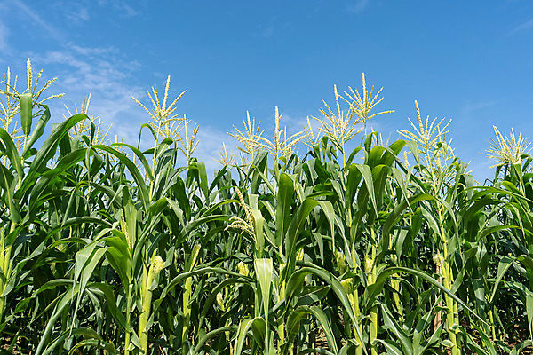 포토 JPG 해외이미지 식물 계절 음식 잎 밭 농업 채소 자연 하늘 아침 옥수수 풍경 사람없음 야외 초록색 파란색 빛 농작물 햇빛 태양 농장 농경지 일출 환경 맑음 수확 성장 시골 낟알 땅 시리얼 유기농 장면 말레이시아 내추럴 밭일 세련 해외202004 해외포토 주간 자연요소 웰빙 산업 아시아 컬러 날씨 곡류 노을 생태계 파일형식 이미지허브