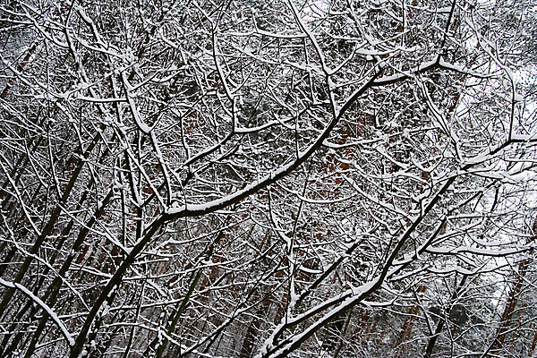 포토 JPG 해외이미지 나무 계절 공원 크리스마스 자연 날씨 휴가 풍경 사람없음 야외 냉동 얼음 침묵 회색 추위 흰색 나뭇가지 시골 숲 12월 서리 1월 2월 반투명 눈내림 해외202004 해외포토 자연요소 식물 공공시설 기념일 컬러 눈_날씨 소리 날짜 생태계 파일형식 이미지허브