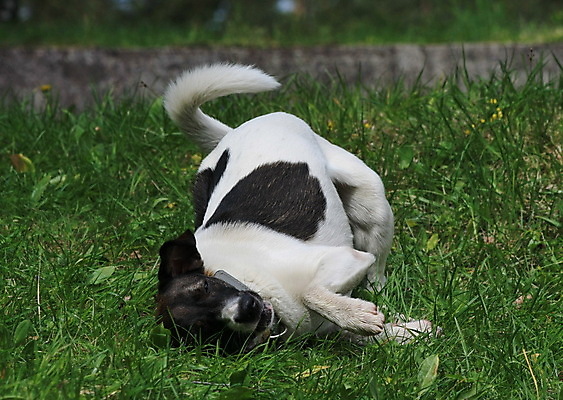 포토 JPG 해외이미지 동물 얼굴 포즈 밭 자연 놀이 사람없음 야외 반려동물 갈색 마을 검은색 흰색 개 해외202004 해외포토 컬러 농업 포유류 신체부위 생태계 파일형식 이미지허브