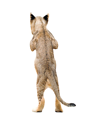 포토 JPG 해외이미지 동물 야생동물 새끼 백그라운드 포유류 아프리카 자연 사람없음 고양이 흰색 아기 사자 작음 모피 사파리 손목시계 육식동물 사자자리 표범 고립 해외202004 해외포토 나라 시계 컬러 장신구 사람 반려동물 별자리 크기 생태계 파일형식 이미지허브