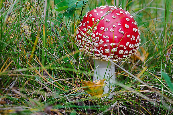 포토 JPG 해외이미지 나무 식물 구름 계절 공원 유럽 도로 호수 백그라운드 잎 자연 휴가 따뜻함 풍경 사람없음 빨간색 초록색 빛 강 컬러풀 햇빛 태양 환경 맑음 버섯 광선 가을 오픈 황금 숲 오솔길 자작나무 가문비나무 해외202004 해외포토 자연요소 공공시설 나라 길 컬러 교통시설 날씨 생태계 파일형식 이미지허브